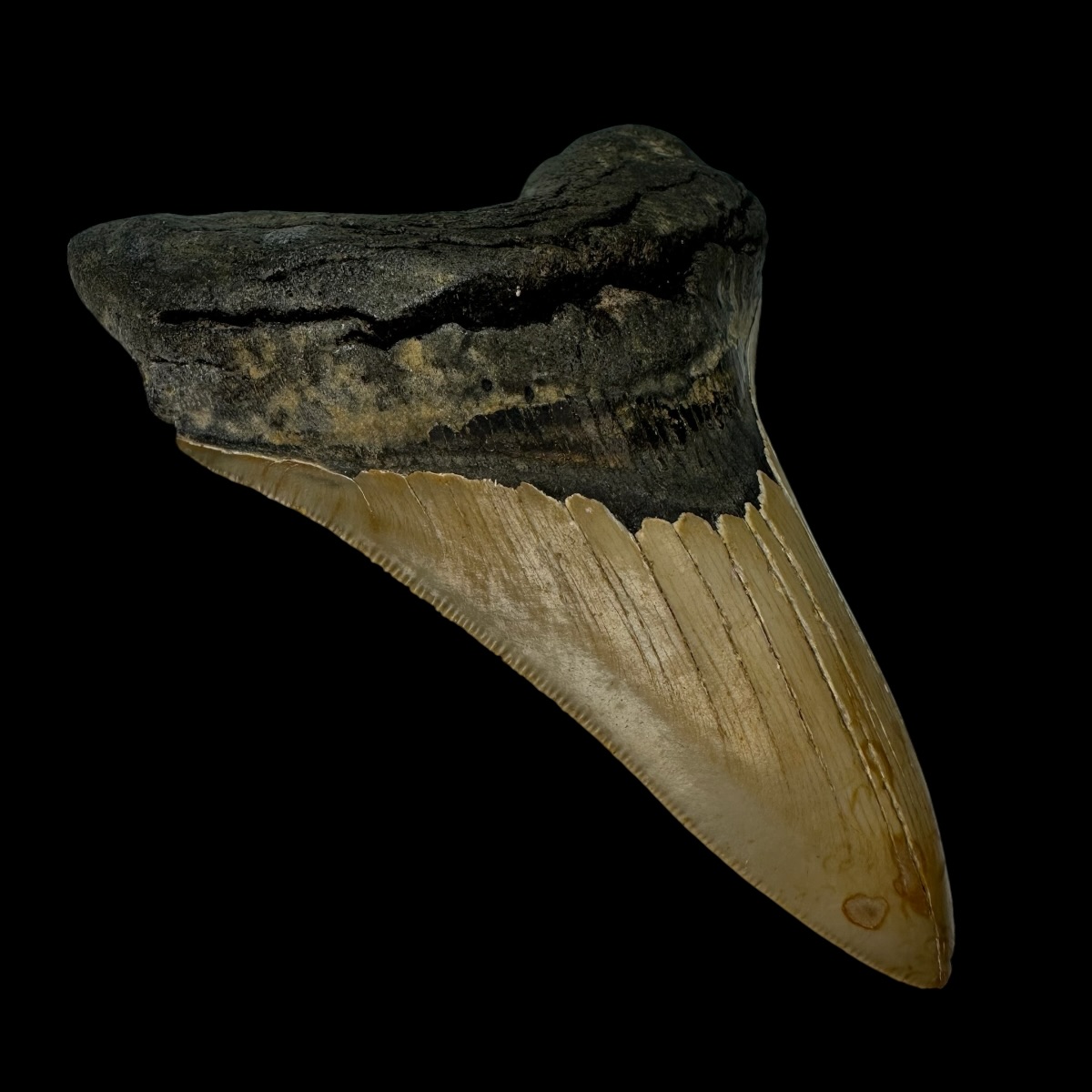 4.55" Serrated Megalodon Tooth Fossil - Image 4