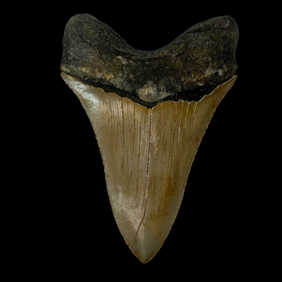 4.55" Serrated Megalodon Tooth Fossil - Image 2