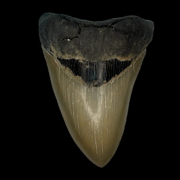 4.67" Serrated Megalodon Tooth Fossil