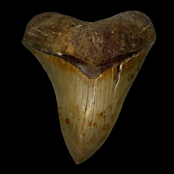 4.96" Serrated Megalodon Tooth Fossil