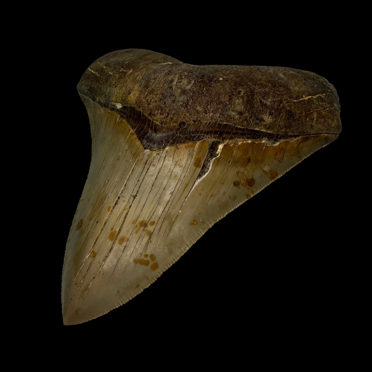 4.96" Serrated Megalodon Tooth Fossil - Image 3