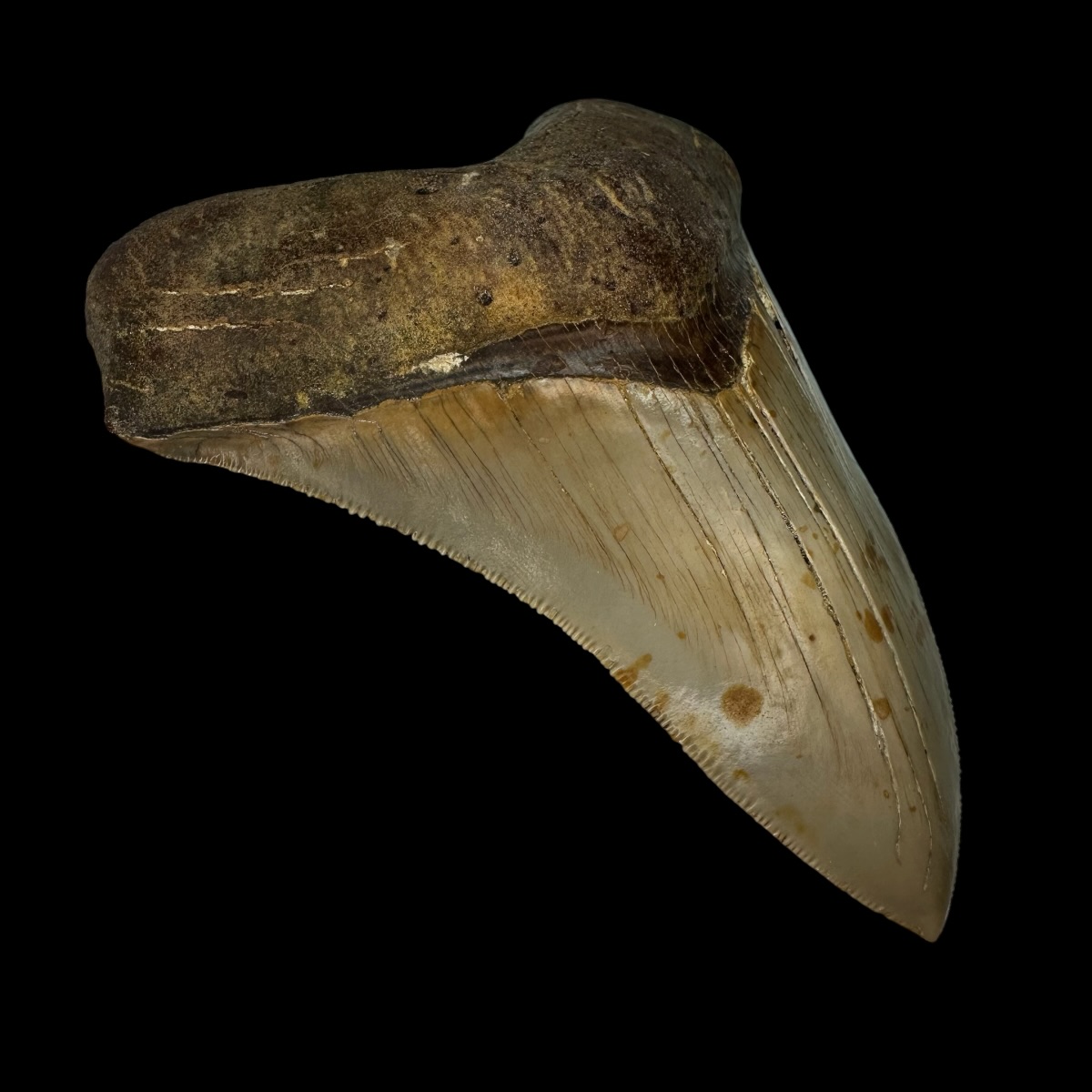 4.96" Serrated Megalodon Tooth Fossil - Image 4