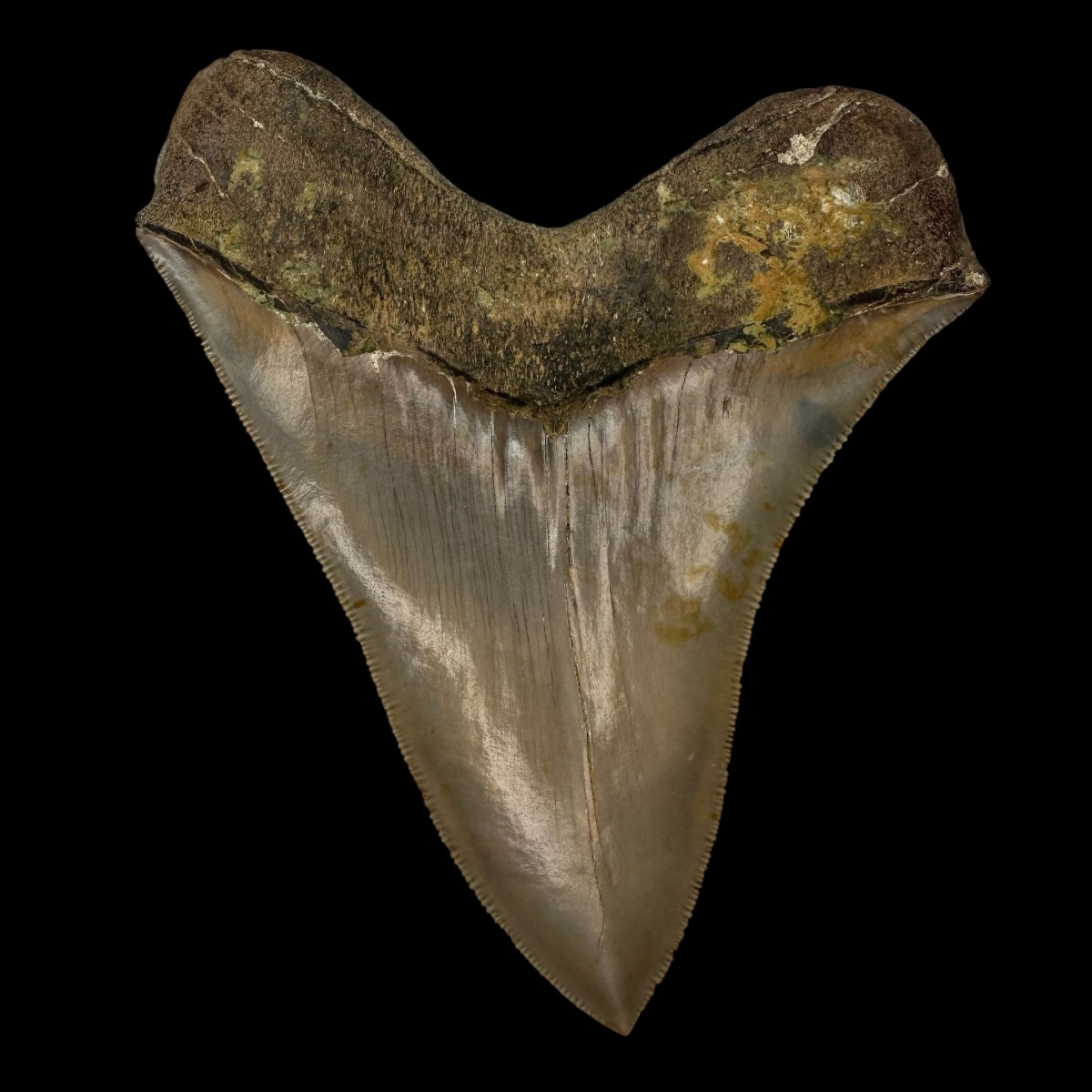 4.96" Serrated Megalodon Tooth Fossil - Image 2
