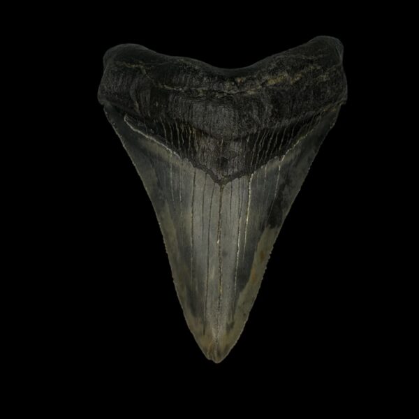 Fossil Chubutensis Tooth 3.33"