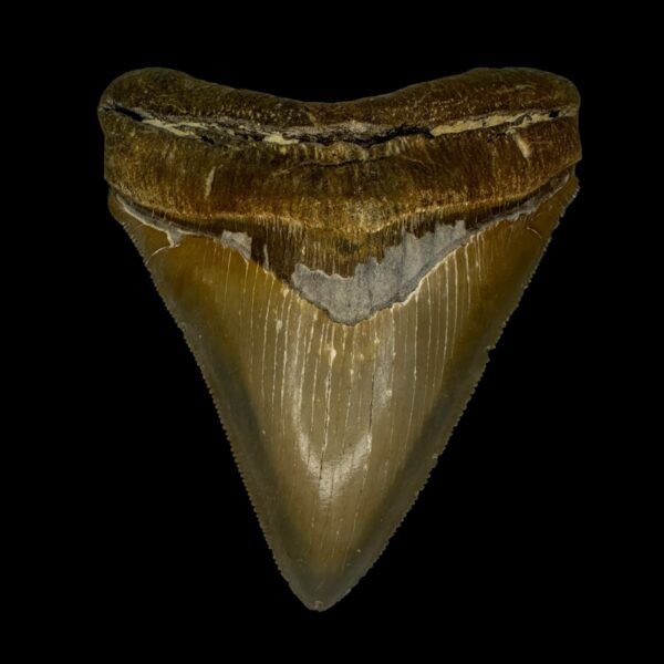 Fossil Chubutensis Tooth 3.71"