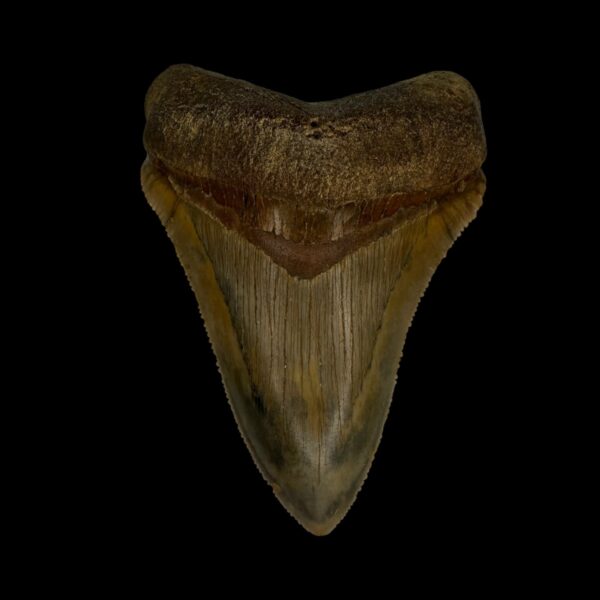 Fossil Chubutensis Tooth 3.08"