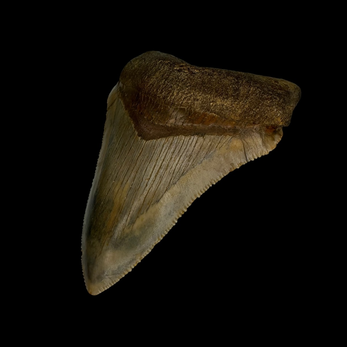 Fossil Chubutensis Tooth 3.08" - Image 3