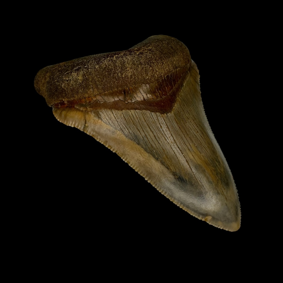 Fossil Chubutensis Tooth 3.08" - Image 4