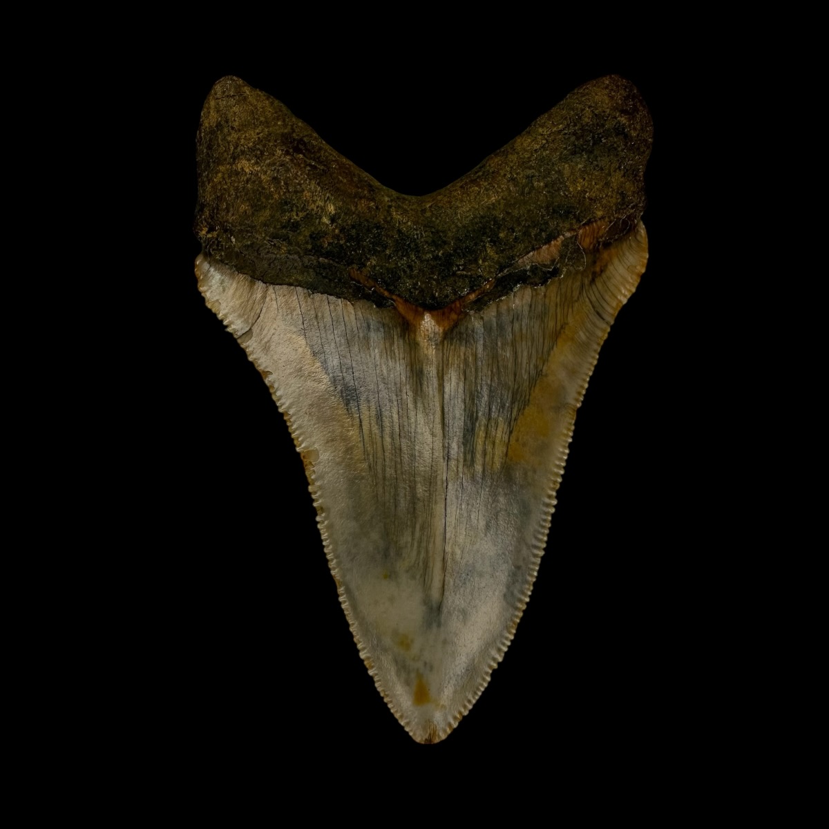 Fossil Chubutensis Tooth 3.08" - Image 2