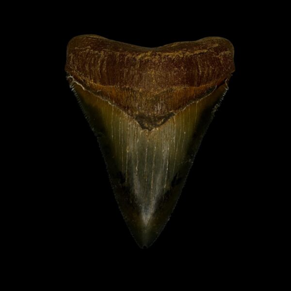 Fossil Chubutensis Tooth 2.91"