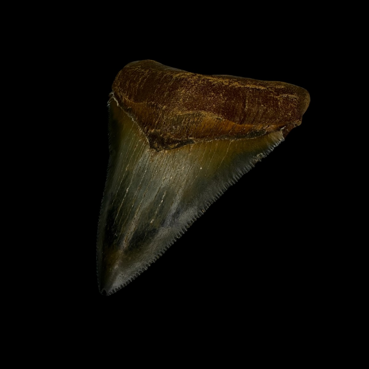 Fossil Chubutensis Tooth 2.91" - Image 3