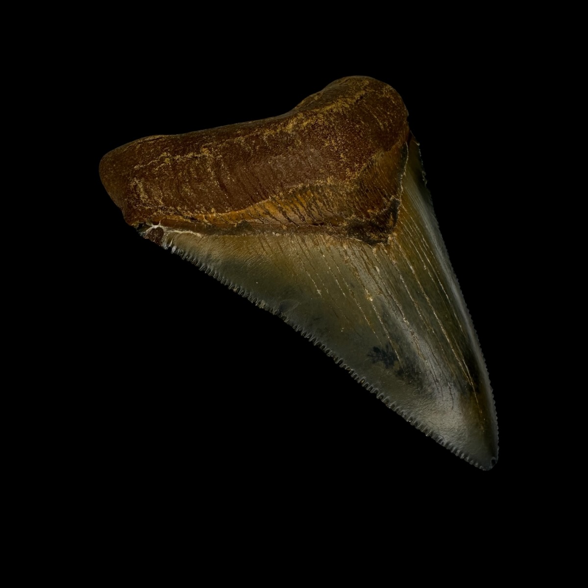 Fossil Chubutensis Tooth 2.91" - Image 4