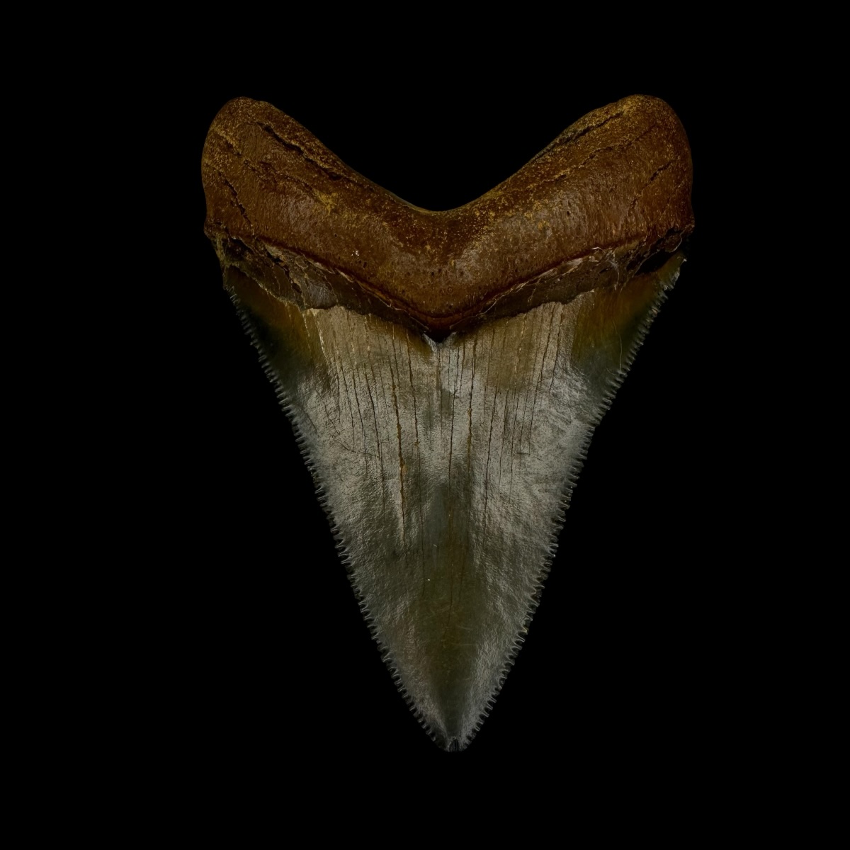 Fossil Chubutensis Tooth 2.91" - Image 2