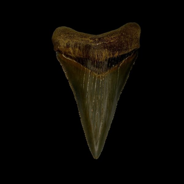 Fossil Chubutensis Tooth 2.62"