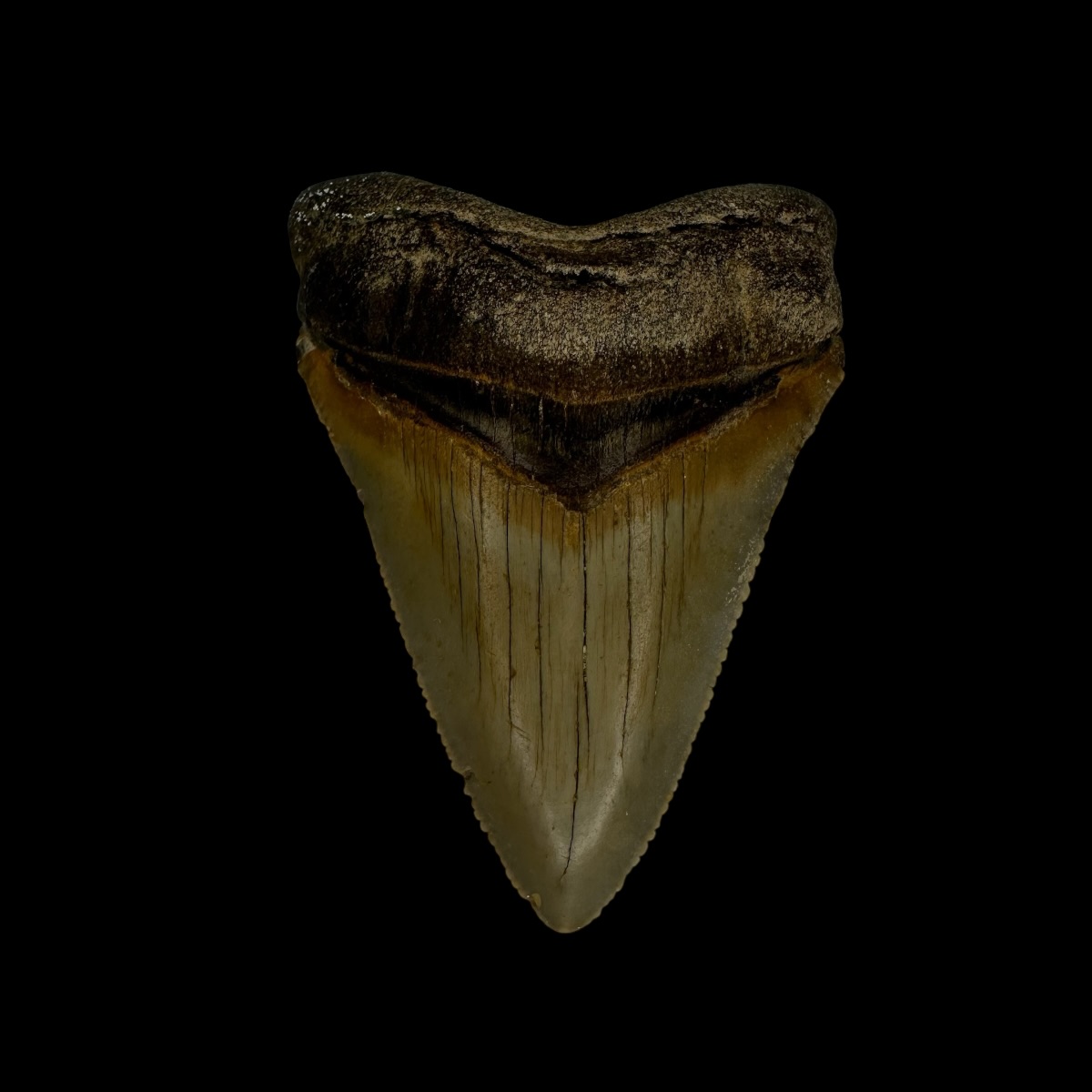 Fossil Chubutensis Tooth 2.32"