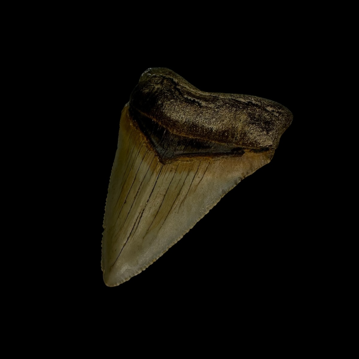 Fossil Chubutensis Tooth 2.32" - Image 3