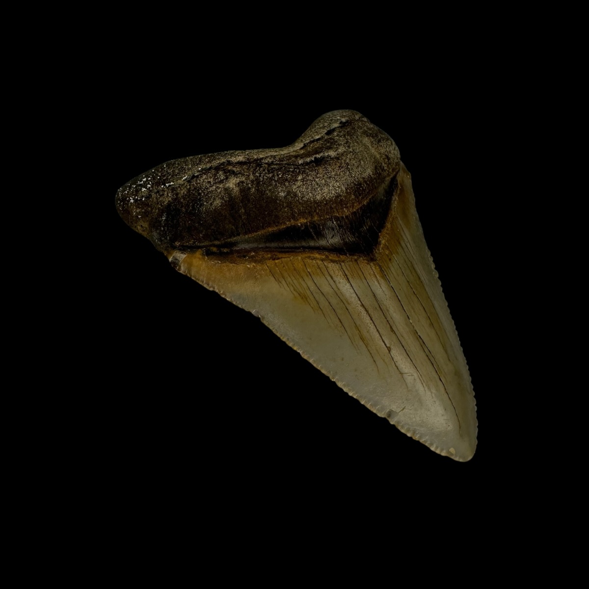 Fossil Chubutensis Tooth 2.32" - Image 4