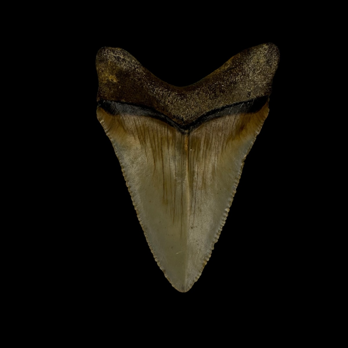Fossil Chubutensis Tooth 2.32" - Image 2