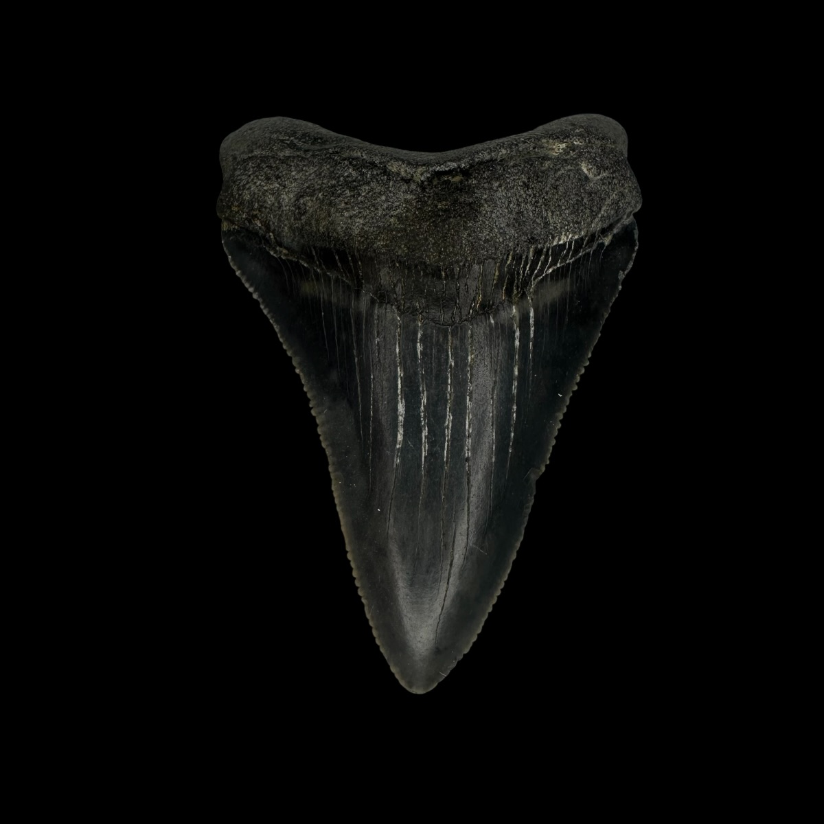 Fossil Chubutensis Tooth 2.18"