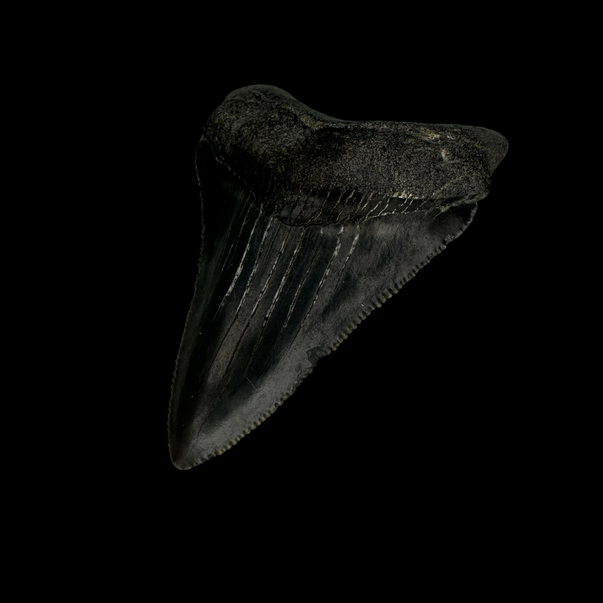 Fossil Chubutensis Tooth 2.18" - Image 3