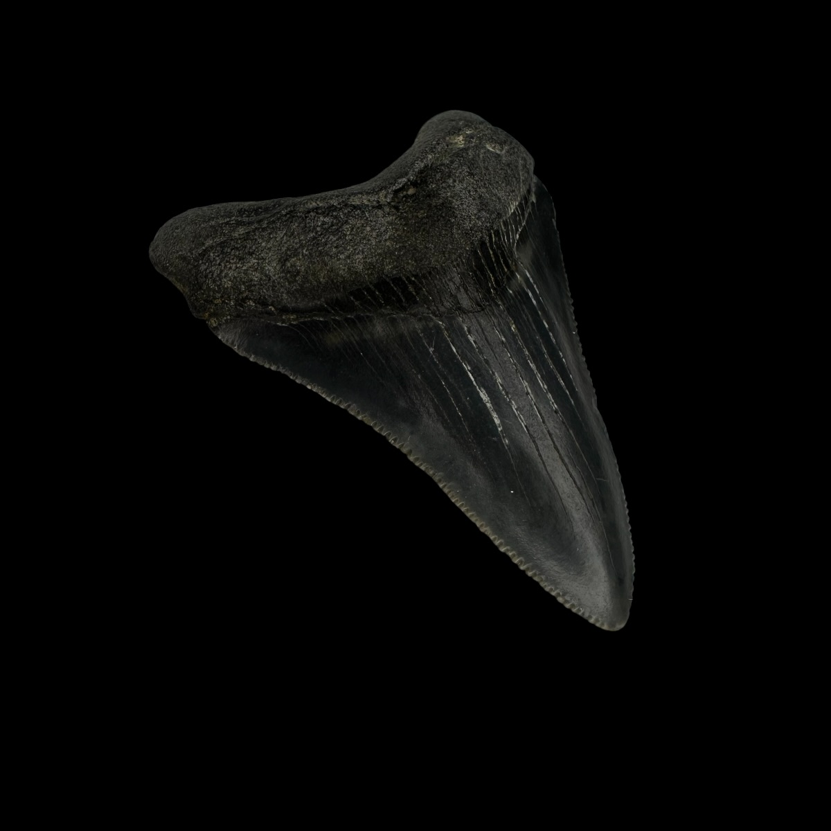 Fossil Chubutensis Tooth 2.18" - Image 4
