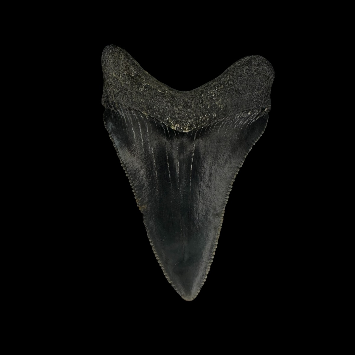 Fossil Chubutensis Tooth 2.18" - Image 2