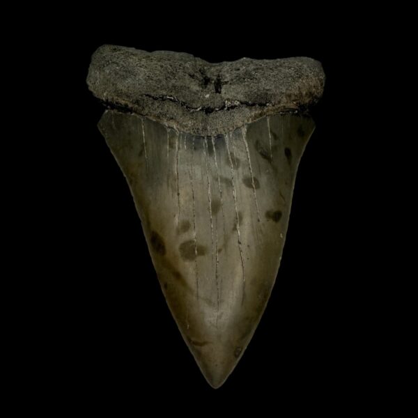 Mako Tooth Fossil 3.17"