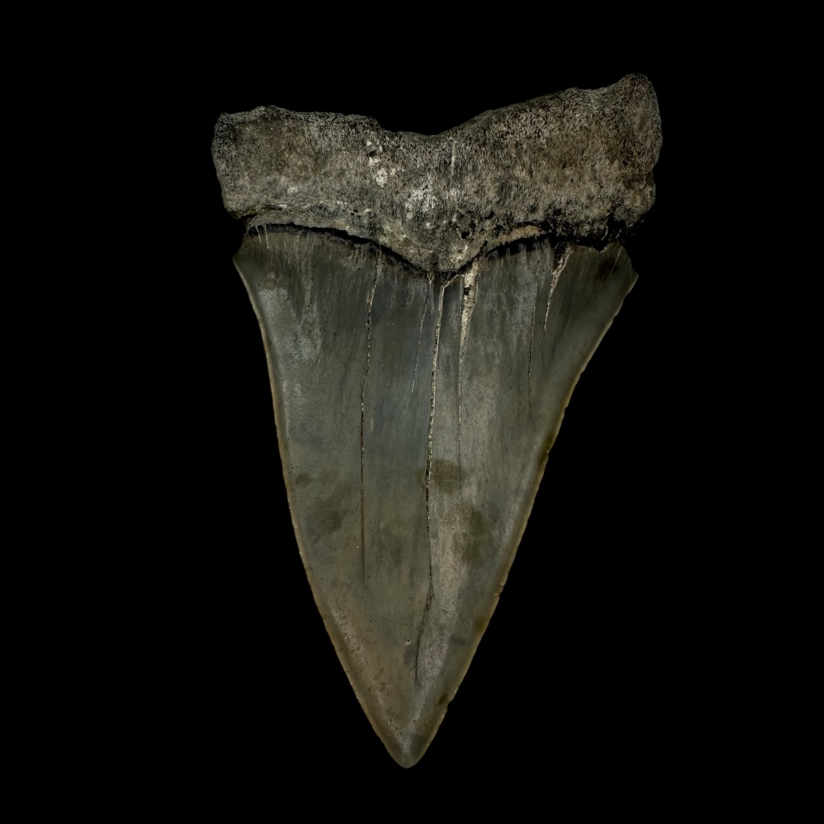 Mako Tooth Fossil 3.17" - Image 2