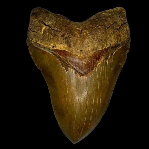 5.85" Serrated Megalodon Tooth Fossil