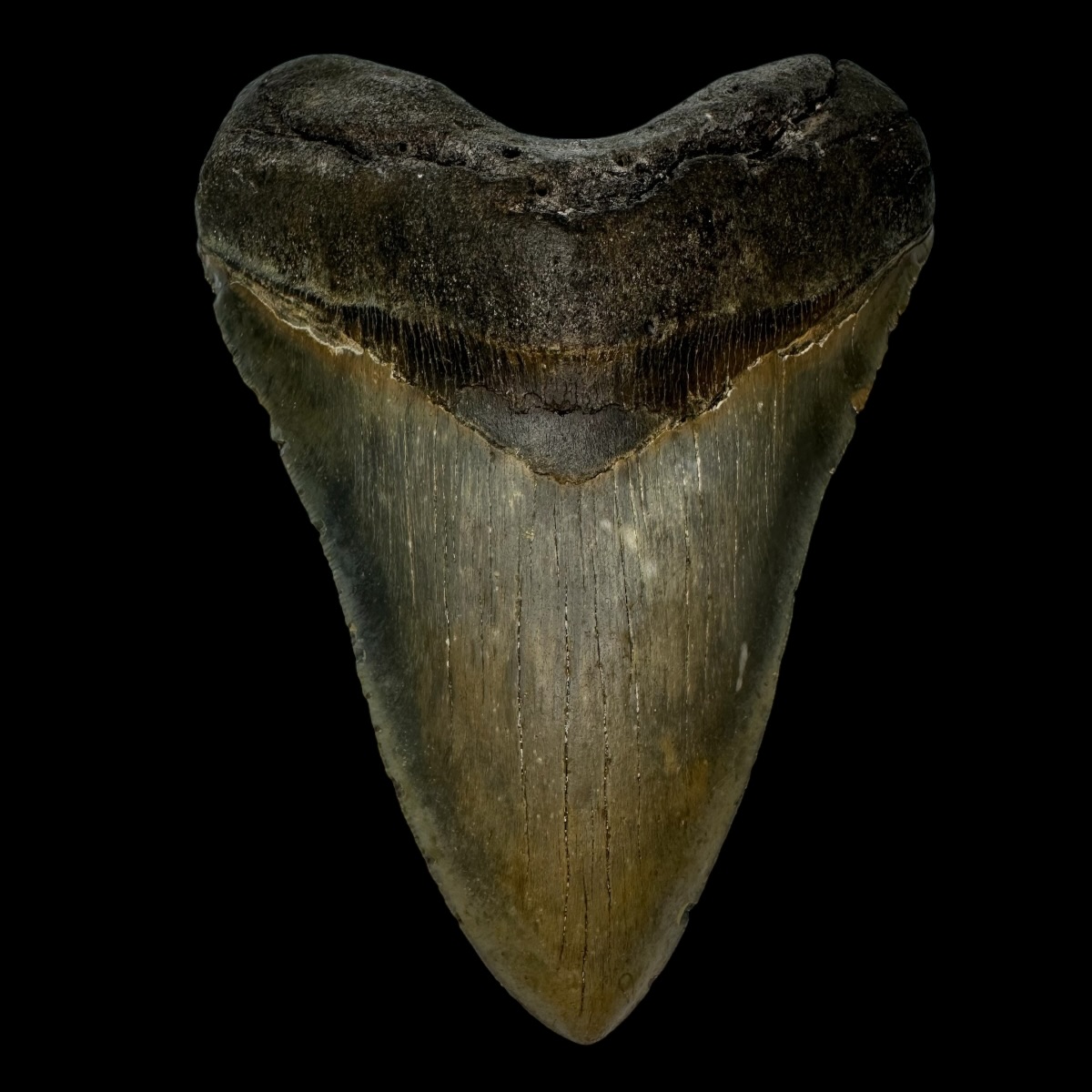 6.14" Megalodon Tooth Fossil