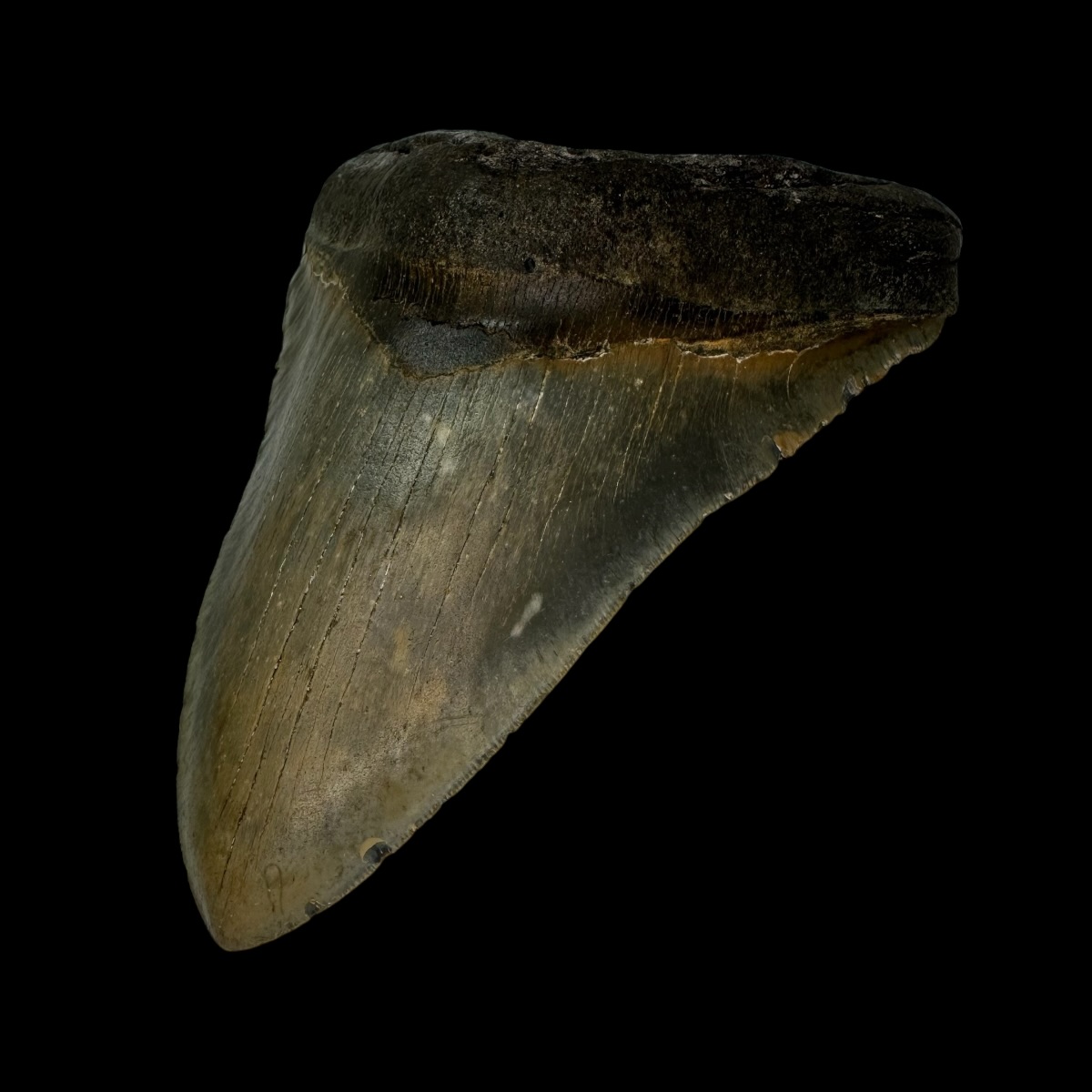 6.14" Megalodon Tooth Fossil - Image 3
