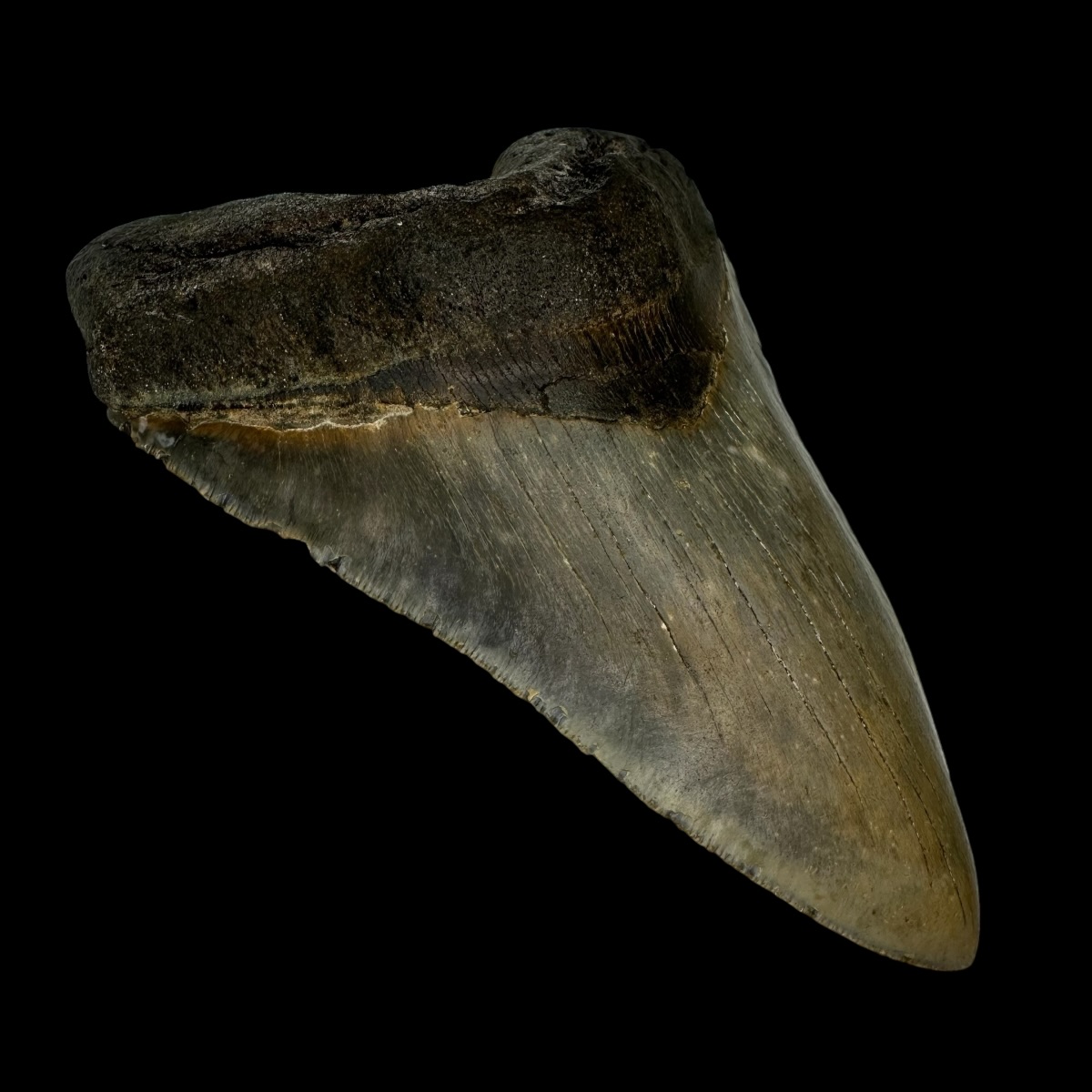 6.14" Megalodon Tooth Fossil - Image 4