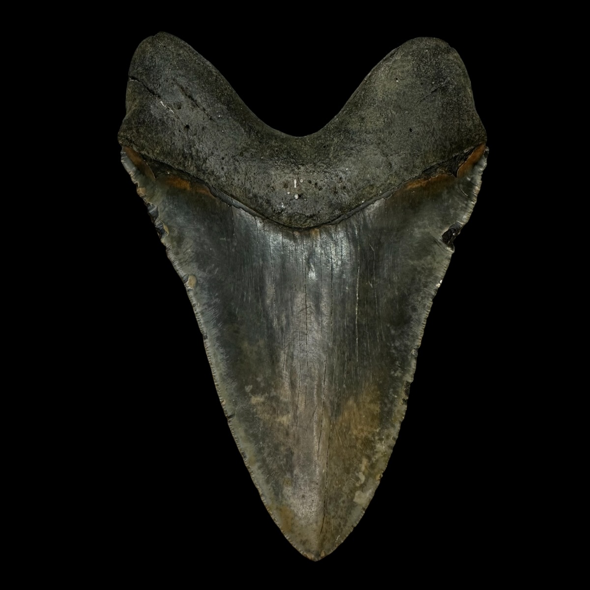 6.14" Megalodon Tooth Fossil - Image 2