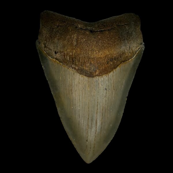4.27" Serrated Megalodon Tooth Fossil