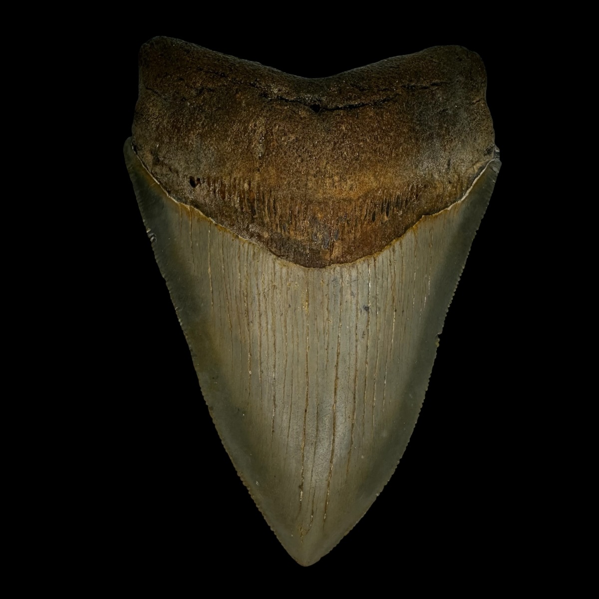 4.27" Serrated Megalodon Tooth Fossil