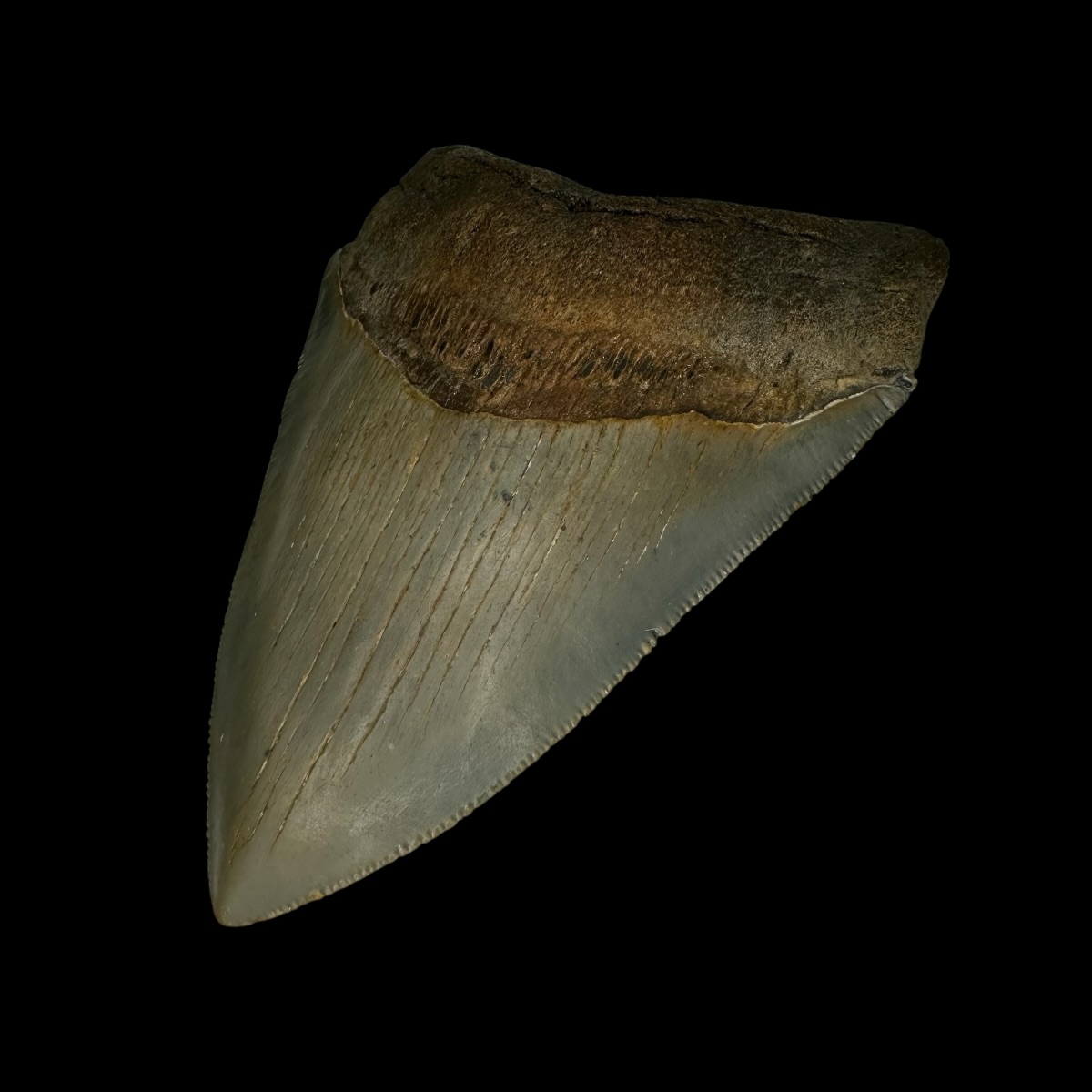 4.27" Serrated Megalodon Tooth Fossil - Image 3