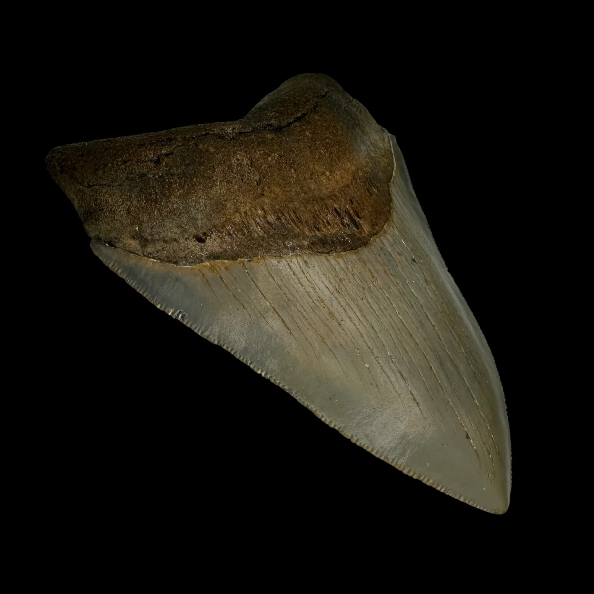 4.27" Serrated Megalodon Tooth Fossil - Image 4