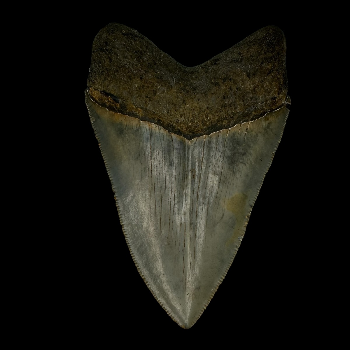 4.27" Serrated Megalodon Tooth Fossil - Image 2