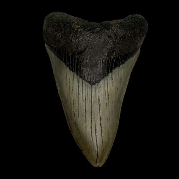 4.14" Megalodon Tooth Fossil