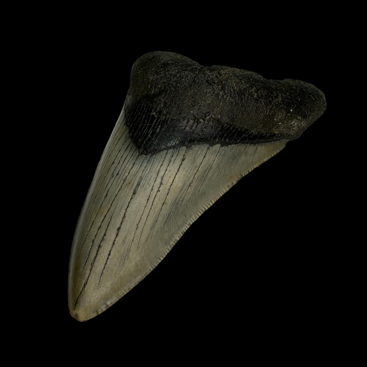 4.14" Megalodon Tooth Fossil - Image 3