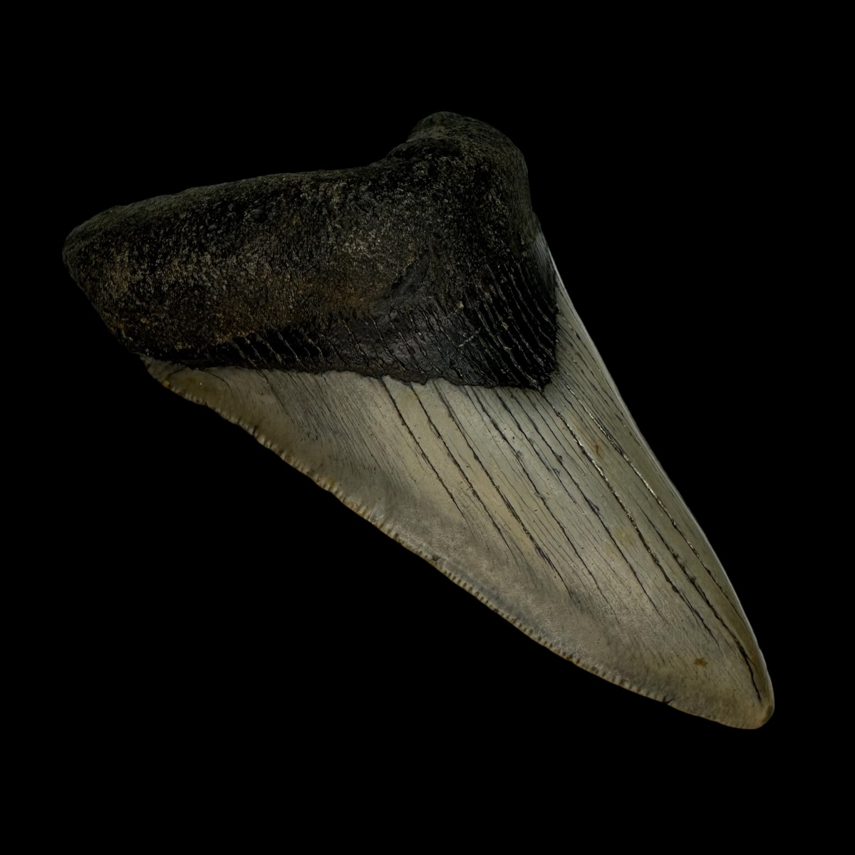 4.14" Megalodon Tooth Fossil - Image 4