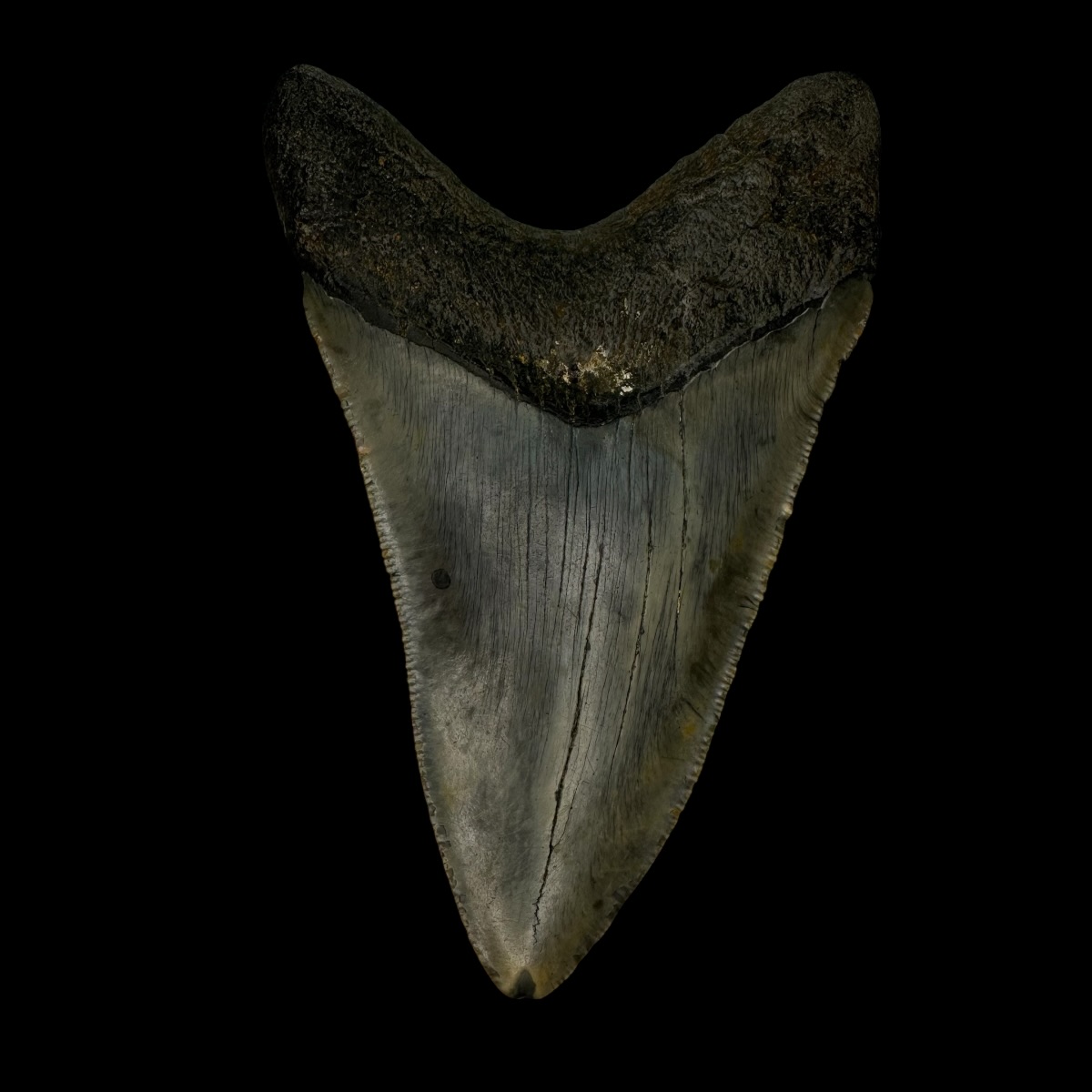4.14" Megalodon Tooth Fossil - Image 2
