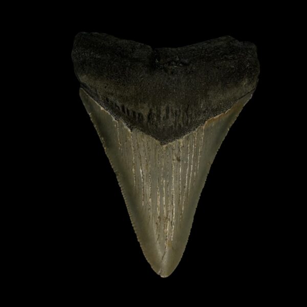 3.31" Megalodon Tooth Fossil