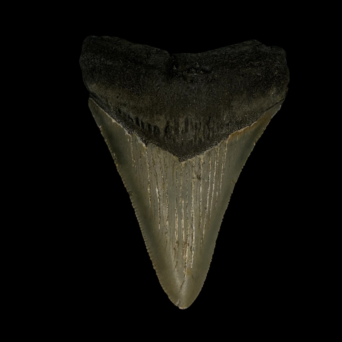 3.31" Megalodon Tooth Fossil
