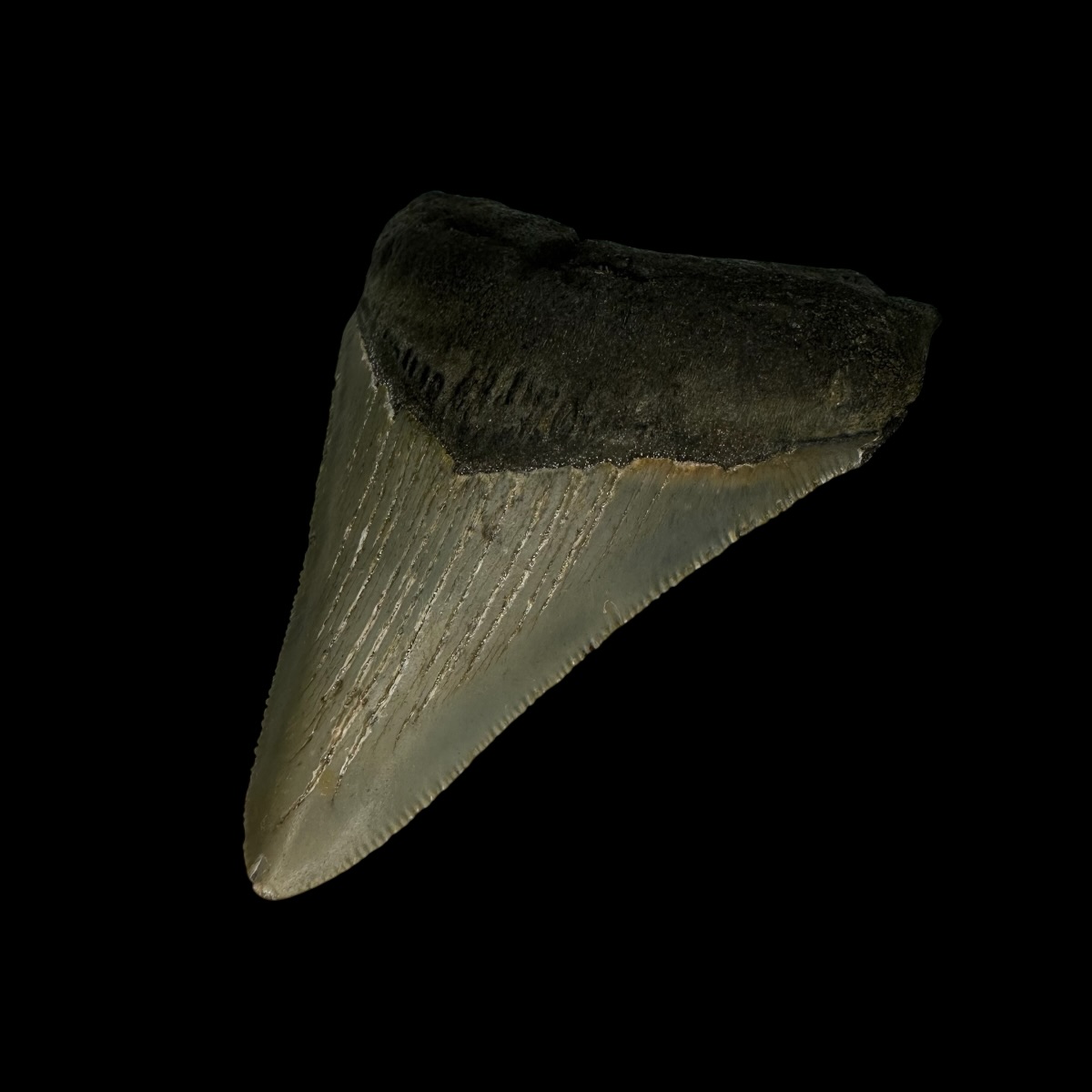 3.31" Megalodon Tooth Fossil - Image 3