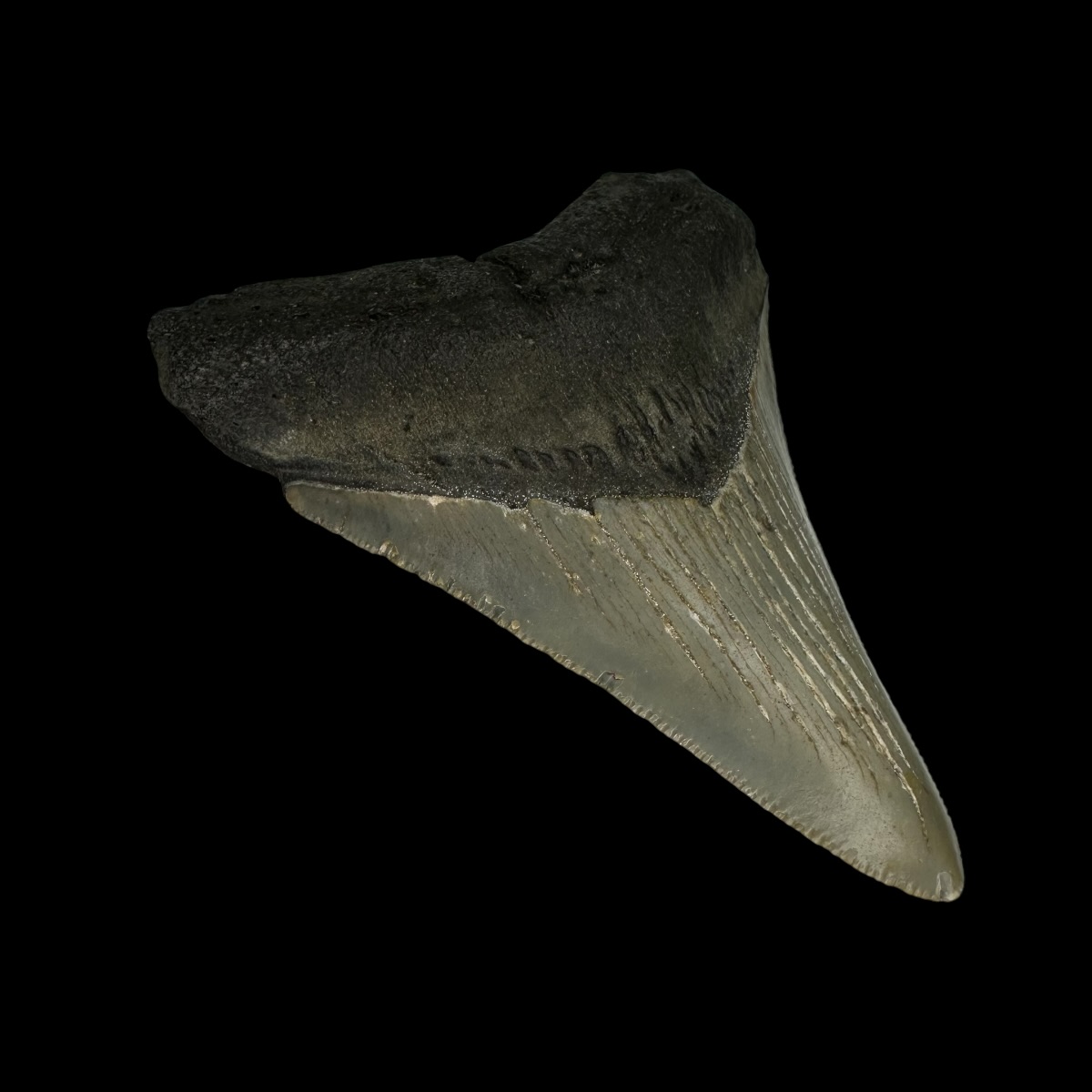 3.31" Megalodon Tooth Fossil - Image 4