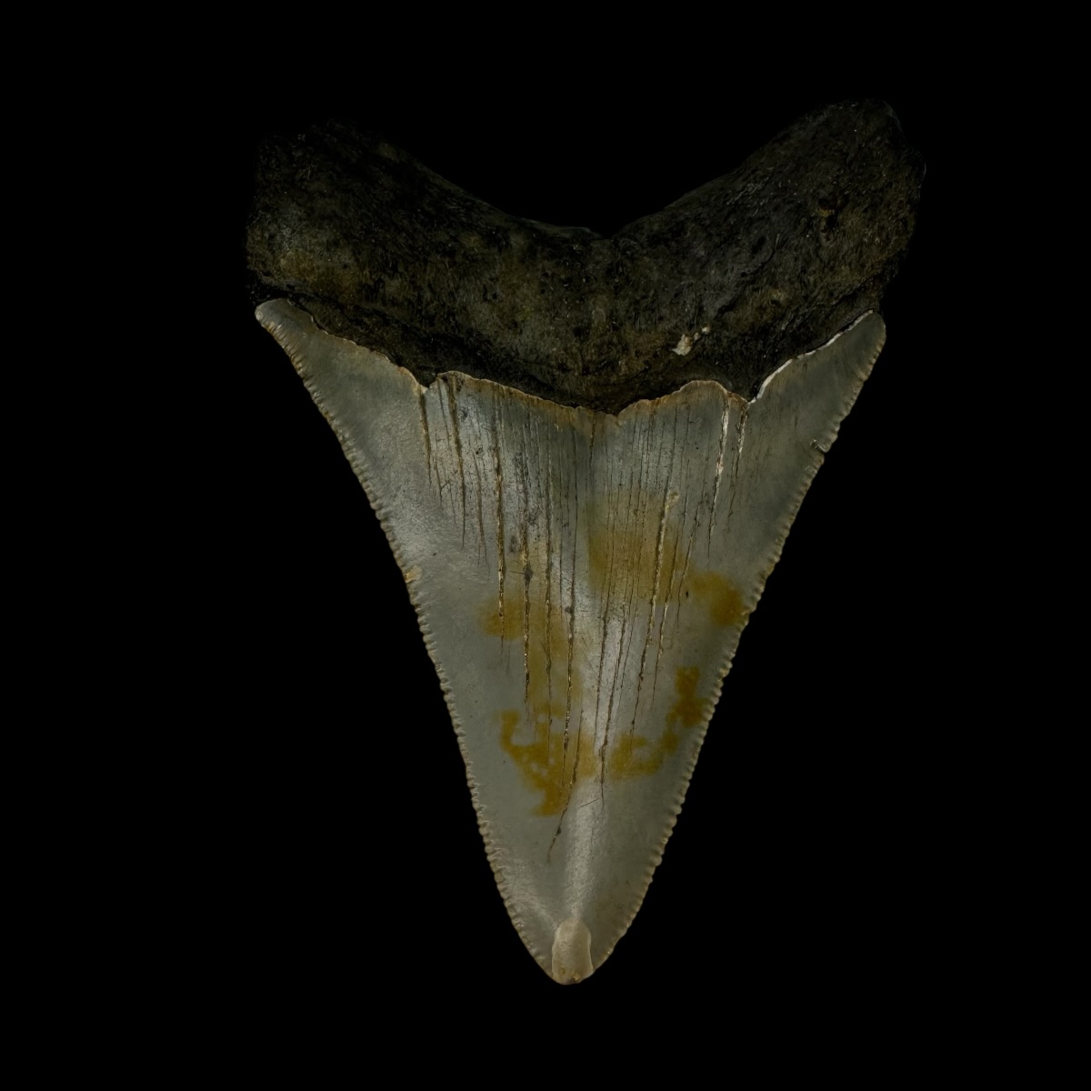 3.31" Megalodon Tooth Fossil - Image 2