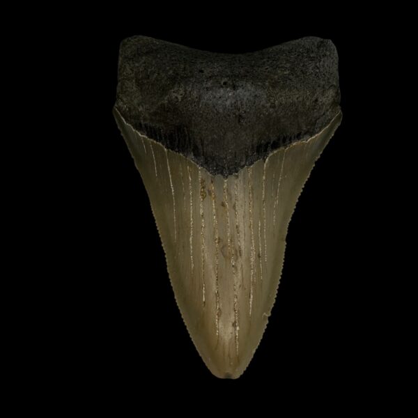3.23" Serrated Megalodon Tooth Fossil