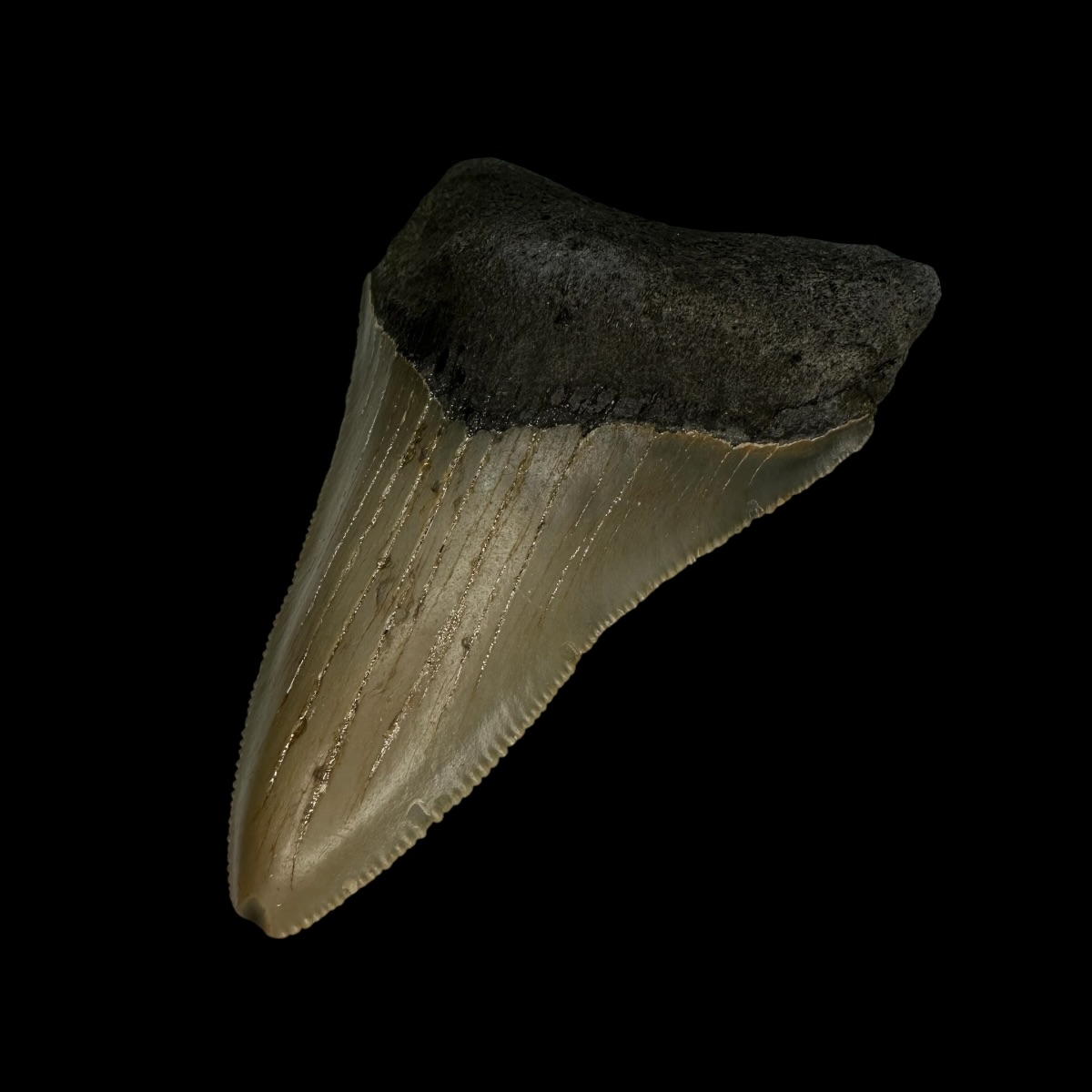 3.23" Serrated Megalodon Tooth Fossil - Image 3