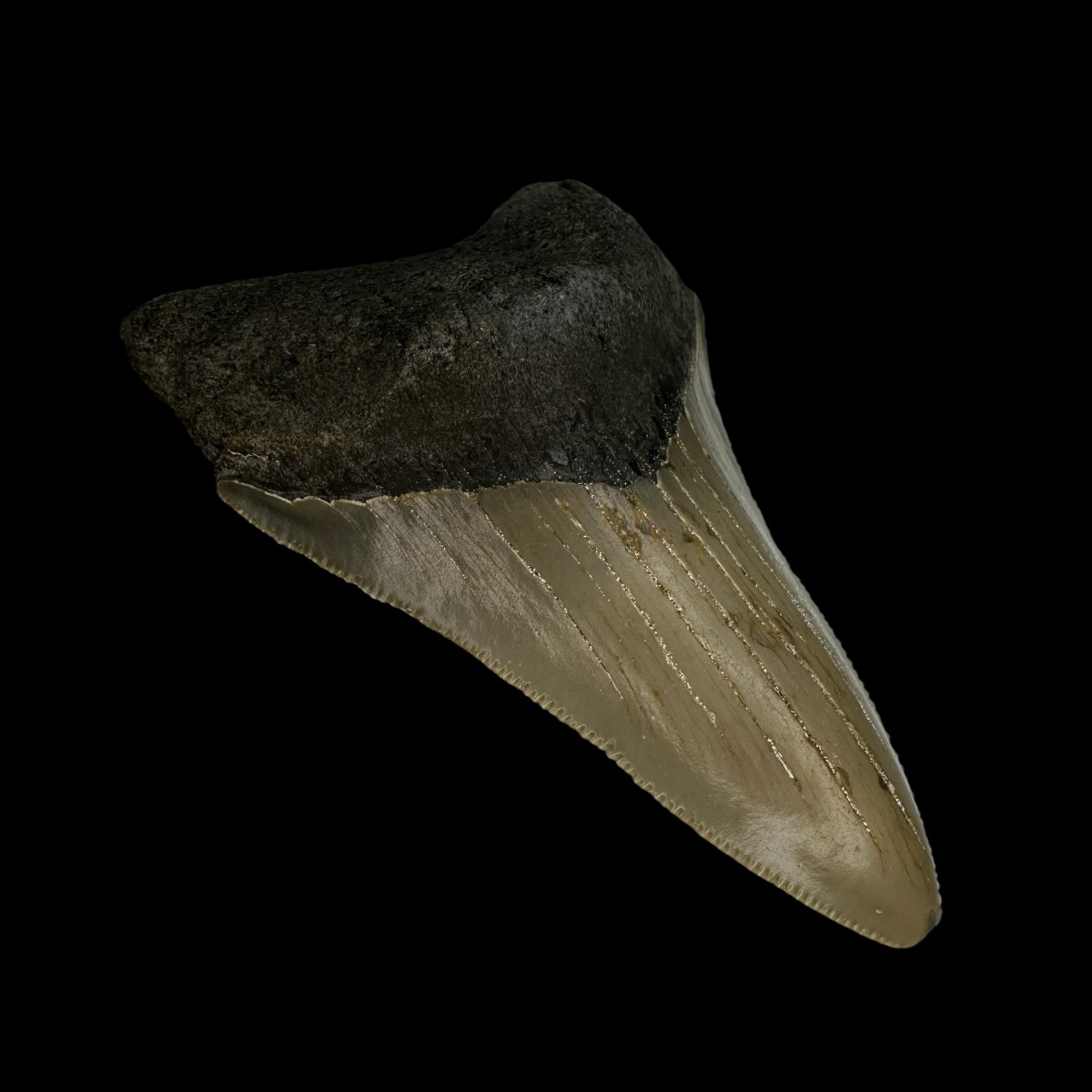 3.23" Serrated Megalodon Tooth Fossil - Image 4